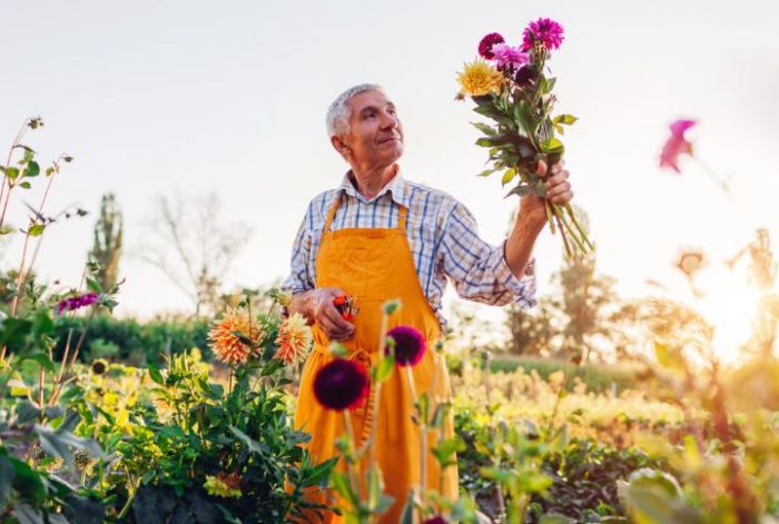 Growing and caring for dahlias