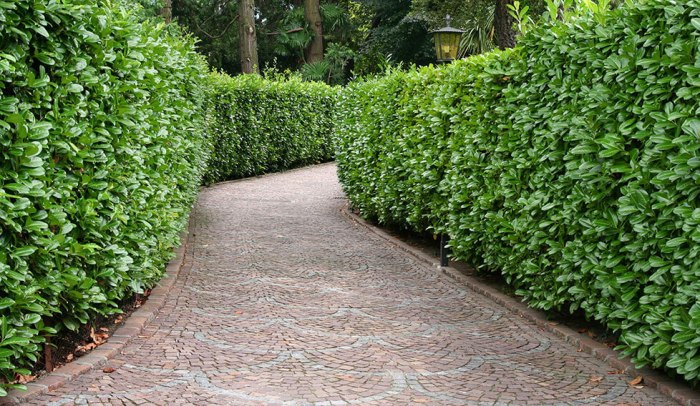 Privet hedges for privacy