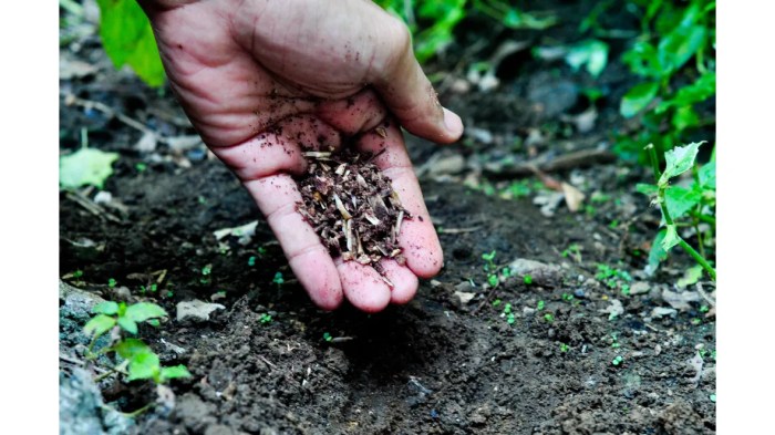 How when to fertilize roses