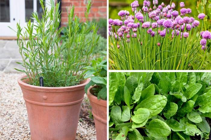 Herbs that grow in shade