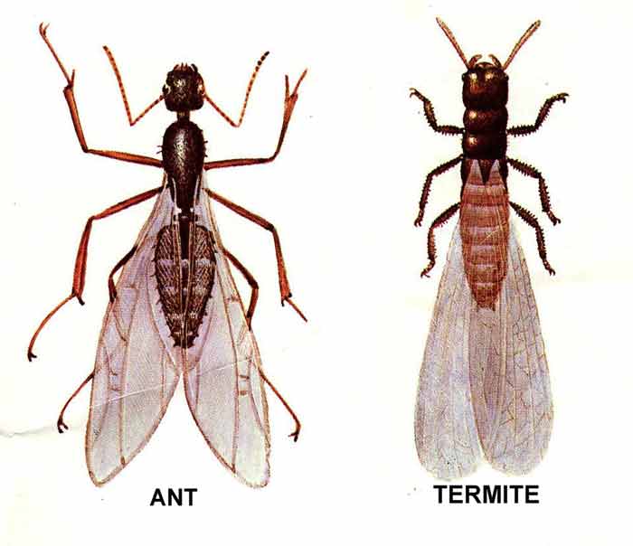 Difference between ants and termites