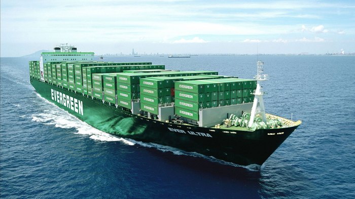 Pictures of evergreen shrubs