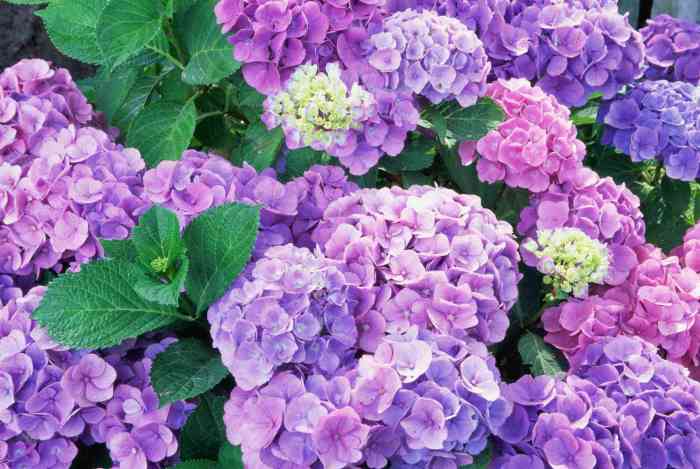 Landscaping ideas for hydrangeas