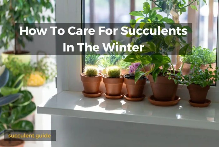 What to do with succulents in winter