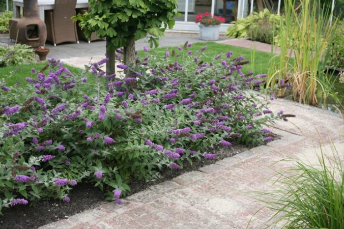 Types of butterfly bush