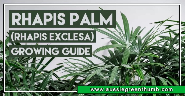 Growing rhapis excelsa palms
