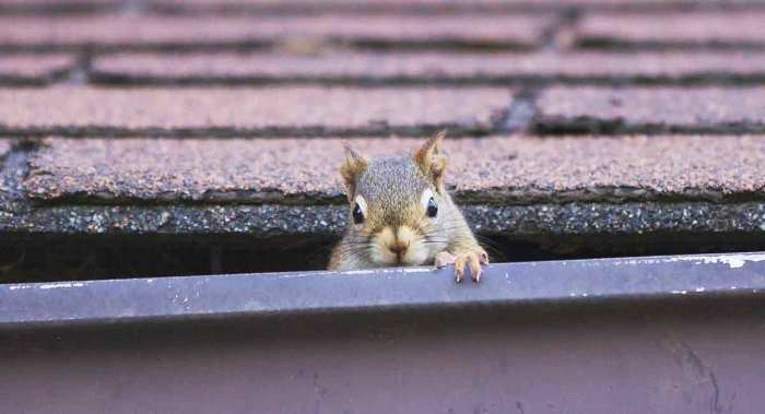Get squirrels out of the attic