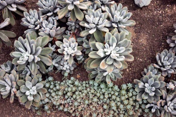 What to do with succulents in winter