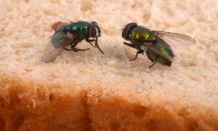 What smell do flies dislike