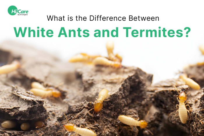 Difference between ants and termites