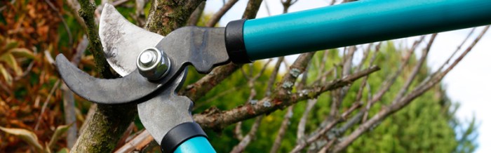 Worst time to prune trees