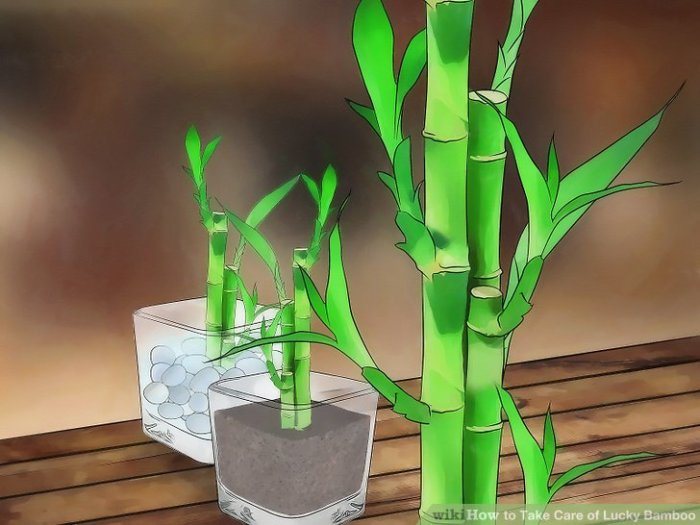 How to revive lucky bamboo