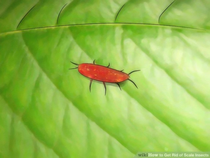How to get rid of scale insects