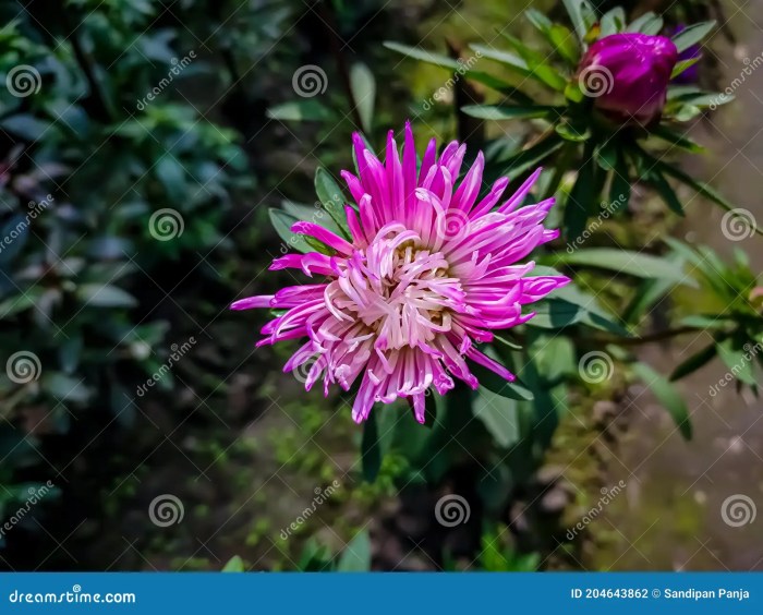 Perennial aster flower plants