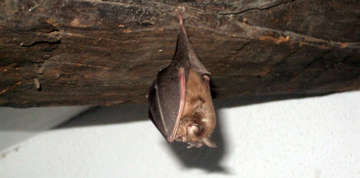 How to get rid of bats in attic