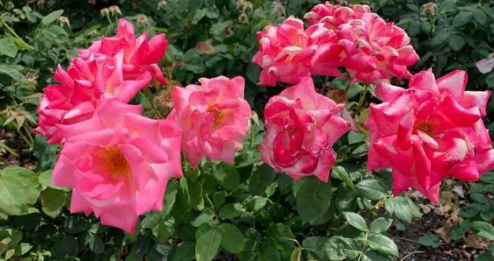 How when to fertilize roses