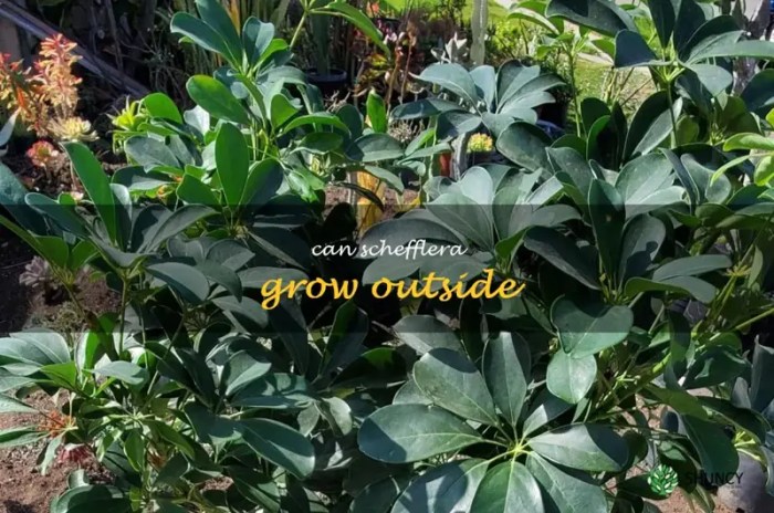 Growing schefflera elegantissima indoors