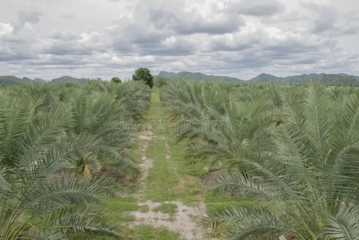 Growing date palm trees
