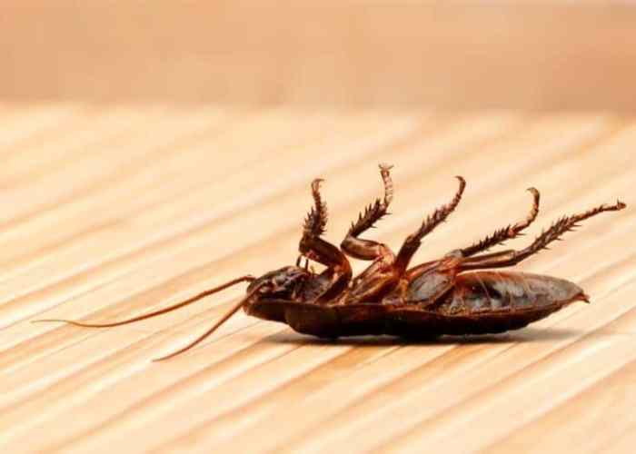 Essential oils that repel roaches