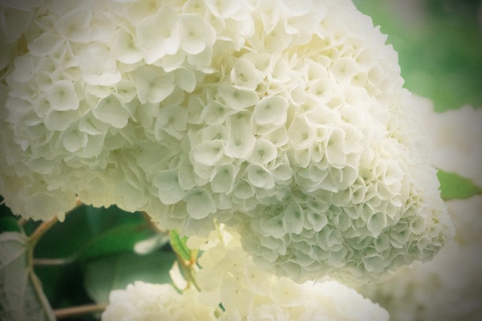 Types of white hydrangeas
