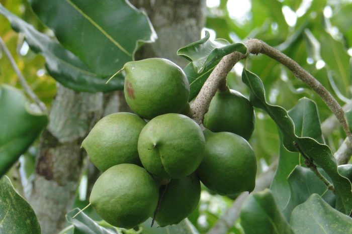 Macadamia nut tree growing guide