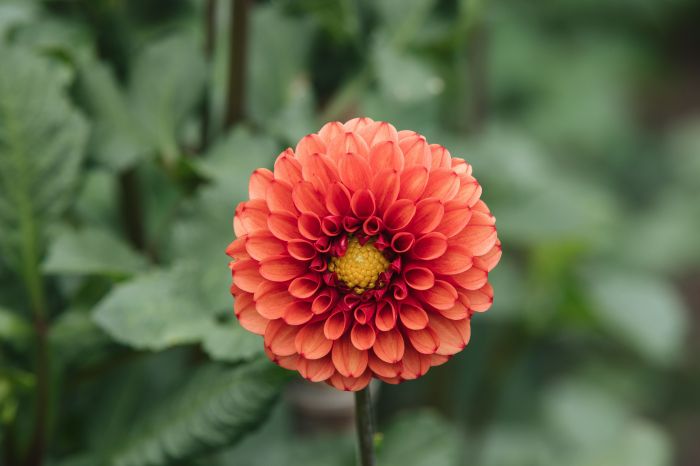 Growing and caring for dahlias
