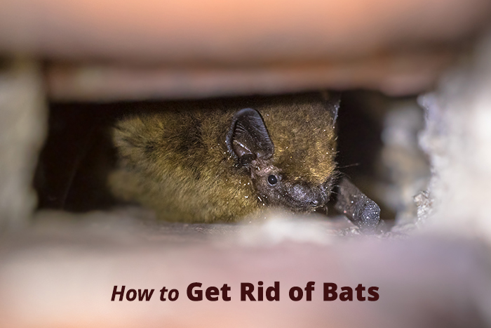 How to get rid of bats