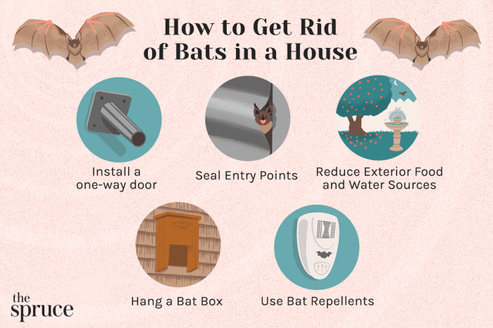 How to get rid of bats
