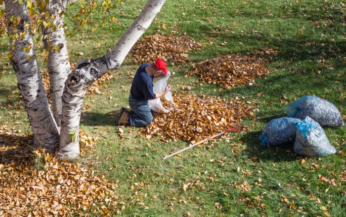 Tips that will make raking leaves easier