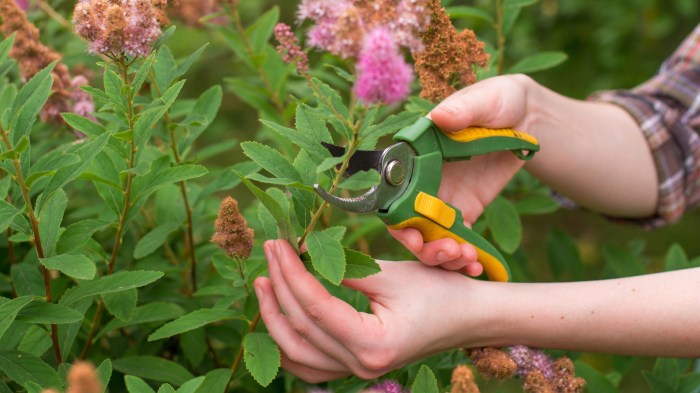 When and how to prune spirea