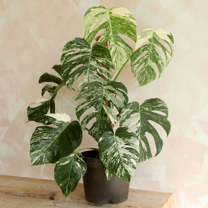 Monstera leaves turning brown