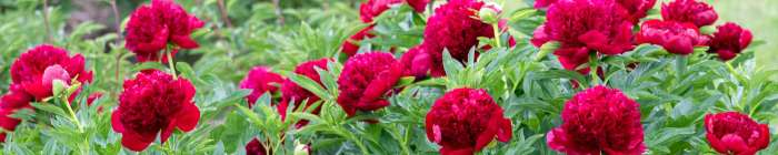 Plants you should never cut back in fall