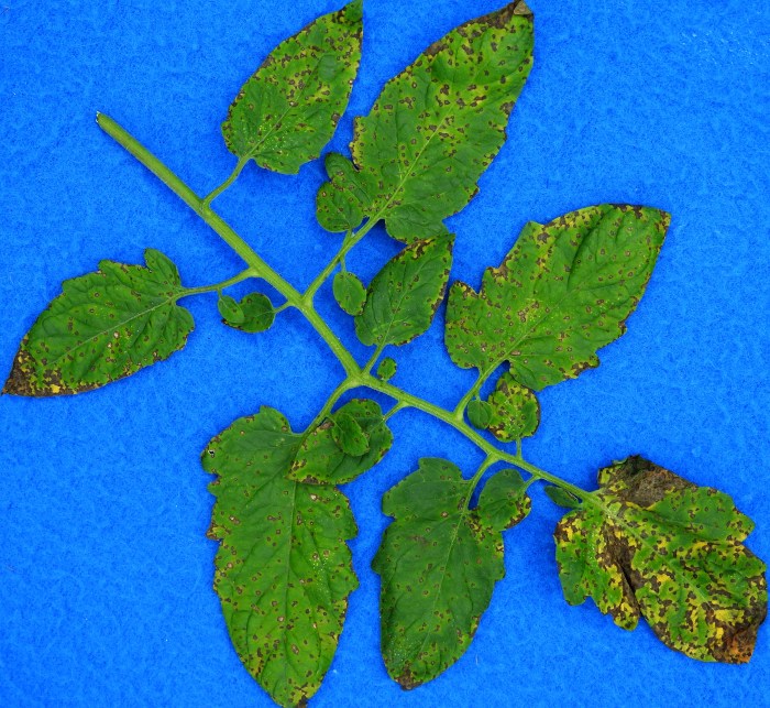 Identifying and controlling septoria leaf spot of tomato