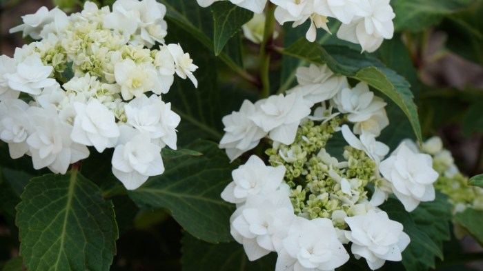 Types of white hydrangeas