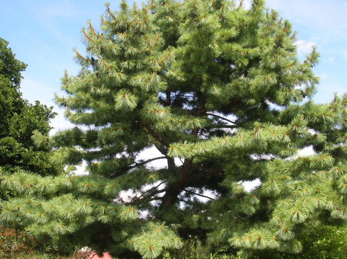 Eastern white pine trees