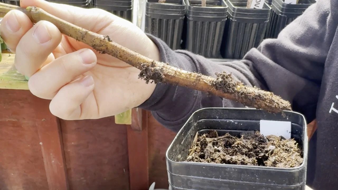 How to propagate plants from cuttings - Earth.com