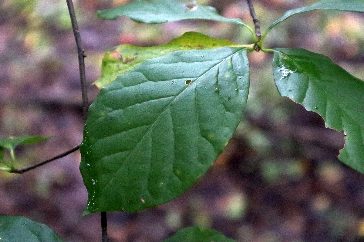 Nyssa sylvatica black gum growing tips