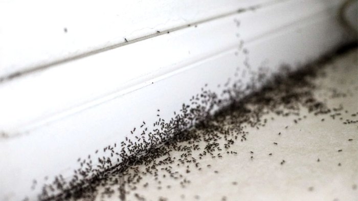 How to get rid of sugar ants