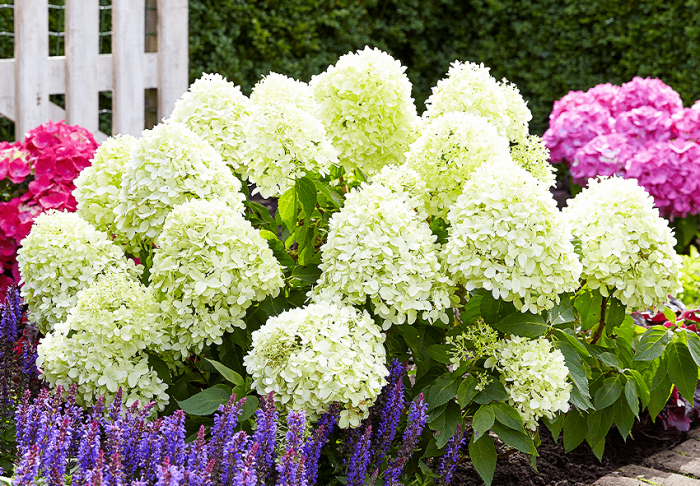 When to transplant hydrangeas