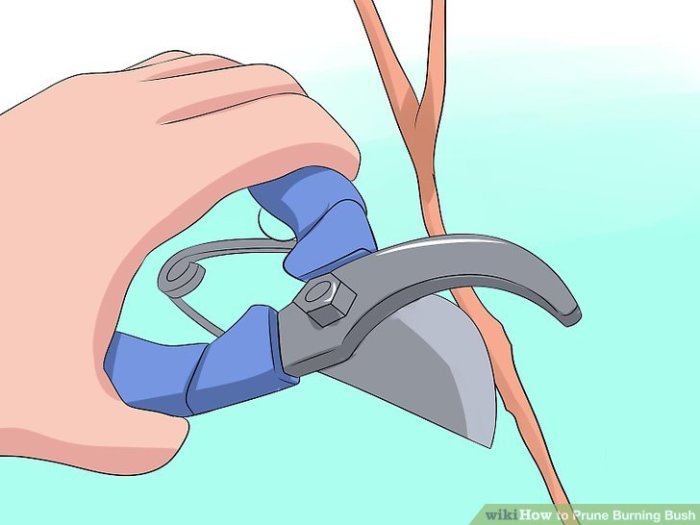 When and how to prune burning bush