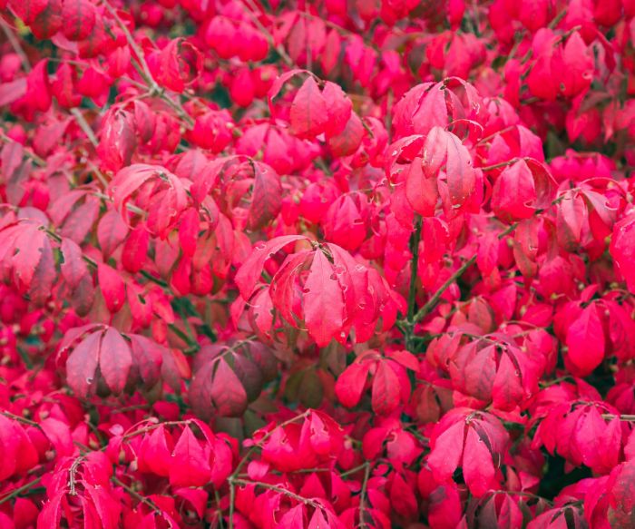 When and how to prune burning bush