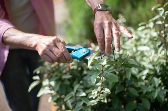 Pruning mistakes to avoid this fall
