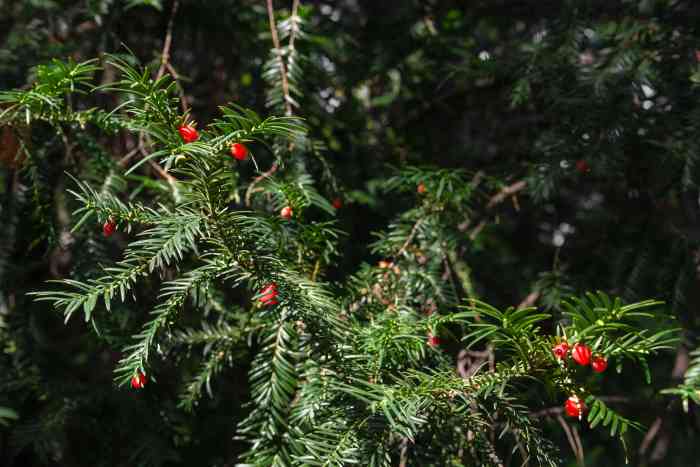 Japanese yew growing profile
