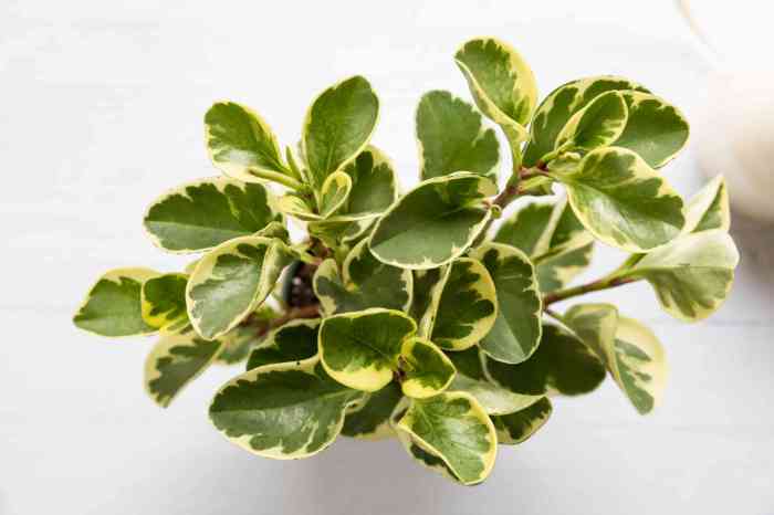 Peperomia hope growing guide