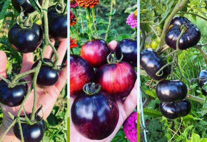 Tomatoes turning black on the bottoms
