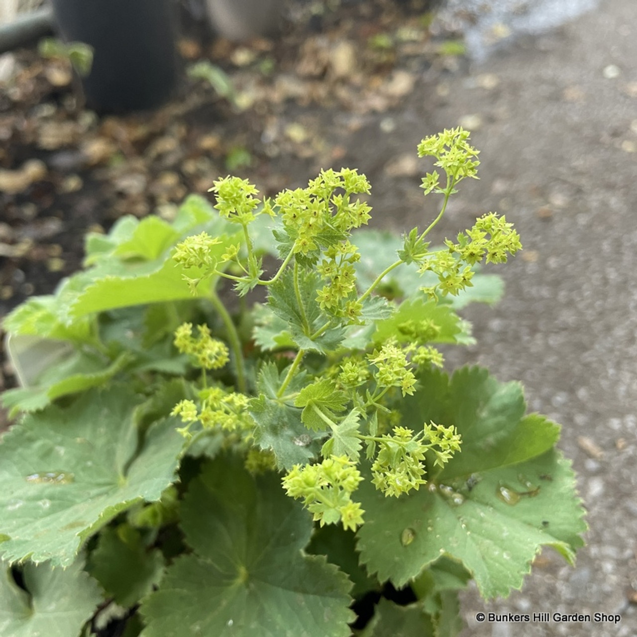 Growing ladys mantle alchemilla mollis in the garden