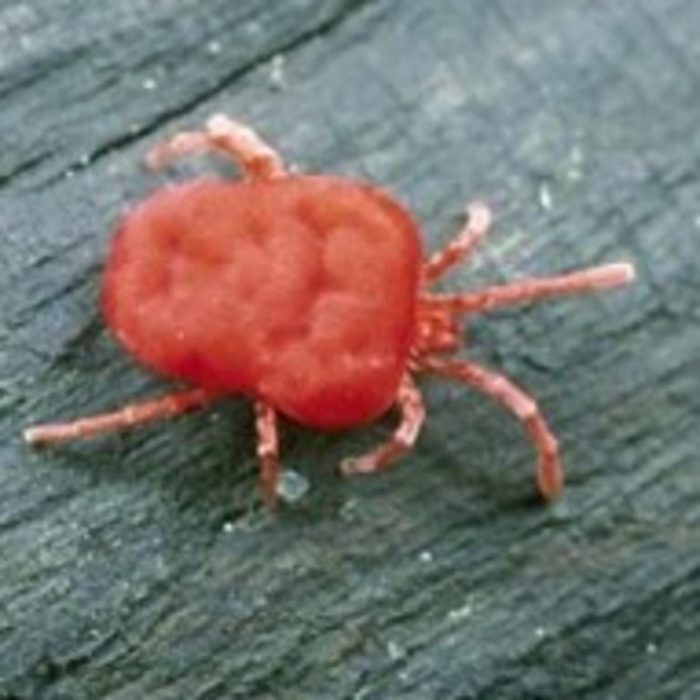What are chiggers and how do i get rid of them