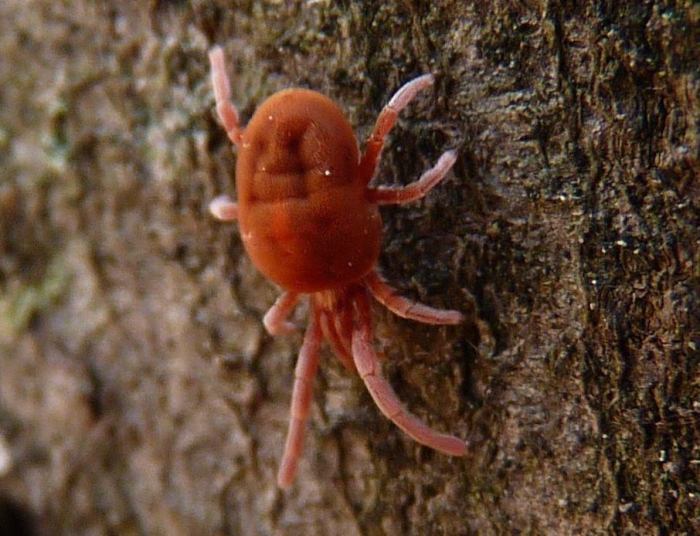 What are chiggers and how do i get rid of them