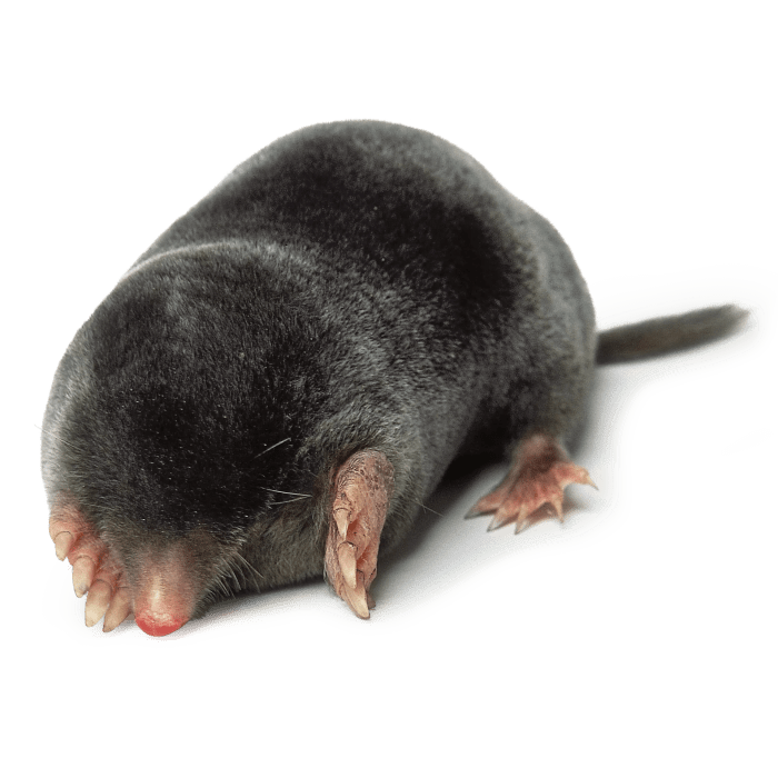 Difference between a mole and a vole