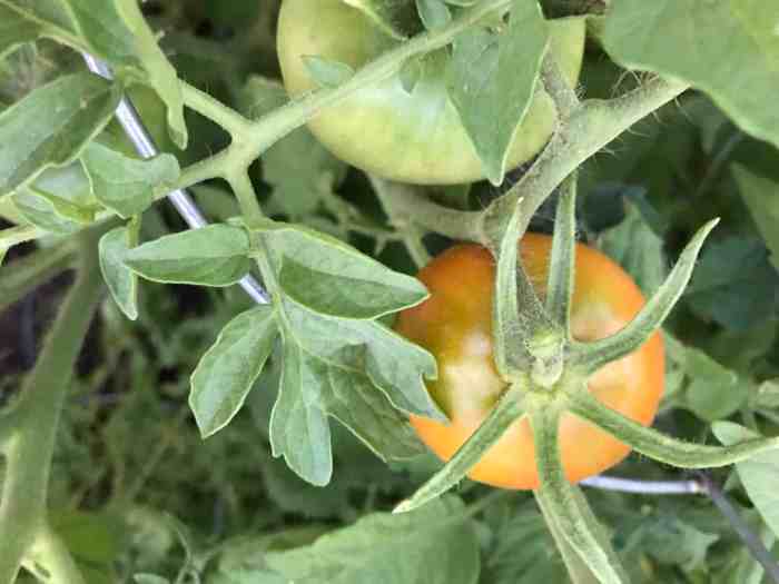 Tomatoes turning black on the bottoms